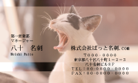 テンプレート名刺【cat photo-d020-zy】