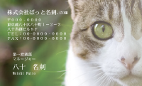 テンプレート名刺【cat photo-d030-zy】