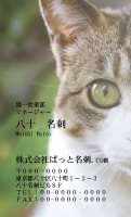 テンプレート名刺【cat photo-d030-zy】