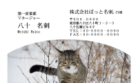 テンプレート名刺【cat photo-d031-zy】
