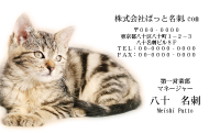 テンプレート名刺【cat photo-d033-zy】