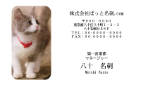 テンプレート名刺【cat photo-d034-zy】