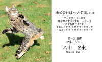 テンプレート名刺【cat photo-d037-zy】