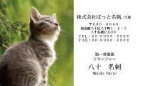 テンプレート名刺【cat photo-d042-zy】