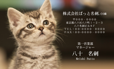 テンプレート名刺【cat photo-d043-zy】