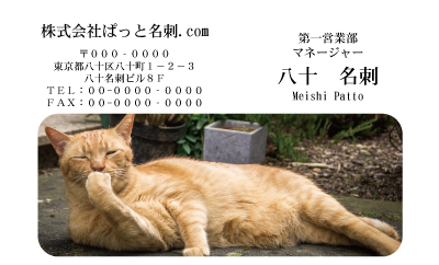 テンプレート名刺【cat photo-d048-zy】