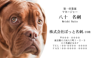 テンプレート名刺【dog photo-d007-zdk-zy】