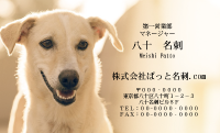 テンプレート名刺【dog photo-d010-ly-zy】
