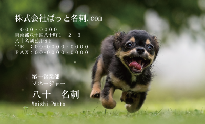 テンプレート名刺【dog photo-d015-zdk-zy】