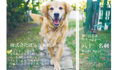 テンプレート名刺【dog photo-d021-zdk-zy】