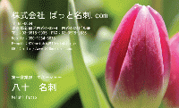 テンプレート名刺【plant-tulip photo-d013-yd】