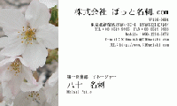 テンプレート名刺【plant- sakura photo-d001-yd】