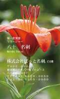 テンプレート名刺【plant-Lily photo-d006-zdk】