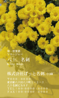 テンプレート名刺【plant-chrysanthem photo-d004-zdk】