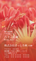 テンプレート名刺【plant-chrysanthem photo-d005-zdk】
