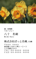 テンプレート名刺【plant-daffodil photo-d001-zdk】