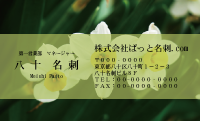 テンプレート名刺【plant-daffodil photo-d002-zdk】