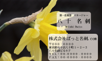 テンプレート名刺【plant-daffodil photo-d006-zdk】