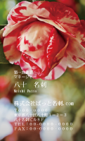 テンプレート名刺【plant-Camellia photo-d010-zdk】