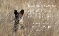 テンプレート名刺【animal photo-d002-zdk】