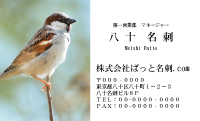 テンプレート名刺【animal photo-d017-zdk】