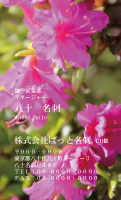 テンプレート名刺【plant-azaleas photo-d020-zy-lm】