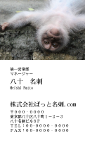 テンプレート名刺【animal photo-d022-zdk】