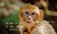 テンプレート名刺【animal photo-d023-zdk】