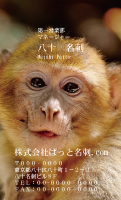 テンプレート名刺【animal photo-d023-zdk】