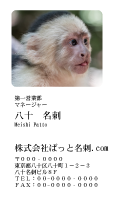 テンプレート名刺【animal photo-d025-zdk】