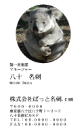 テンプレート名刺【animal photo-d041-zdk】