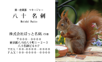 テンプレート名刺【animal photo-d062-zdk】