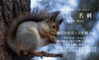 テンプレート名刺【animal photo-d063-zdk】
