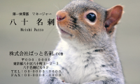 テンプレート名刺【animal photo-d064-zdk】
