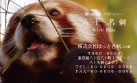 テンプレート名刺【animal photo-d070-zdk】