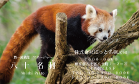 テンプレート名刺【animal photo-d074-zdk】