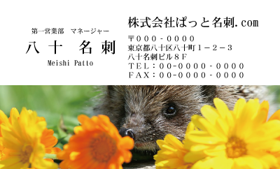 テンプレート名刺【animal photo-d083-zdk】