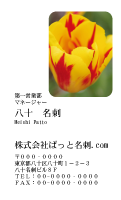 テンプレート名刺【plant-tulip photo-d011-yd】