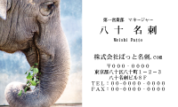 テンプレート名刺【animal photo-d094-zdk】