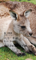 テンプレート名刺【animal photo-d099-zdk】