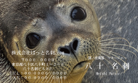 テンプレート名刺【animal photo-d107-zdk】