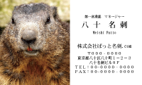 テンプレート名刺【animal photo-d112-zdk】