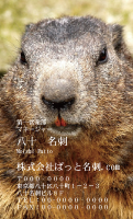 テンプレート名刺【animal photo-d112-zdk】