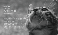 テンプレート名刺【cat photo-d001-zy】