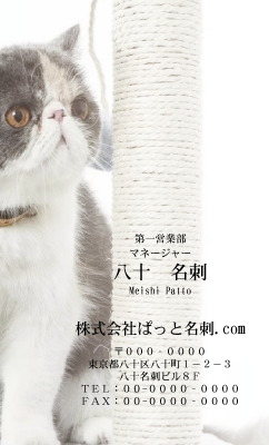 テンプレート名刺【cat photo-d002-zy】