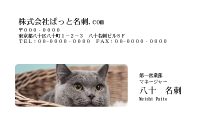 テンプレート名刺【cat photo-d003-zy】