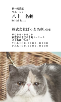テンプレート名刺【cat photo-d007-zy】