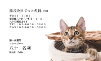 テンプレート名刺【cat photo-d010-zy】