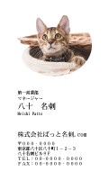 テンプレート名刺【cat photo-d010-zy】