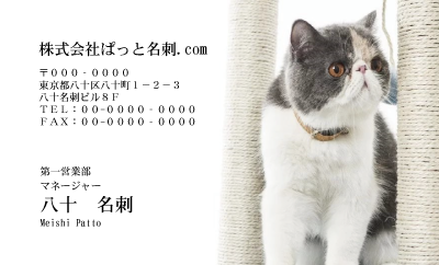 テンプレート名刺【cat photo-d017-zy】
